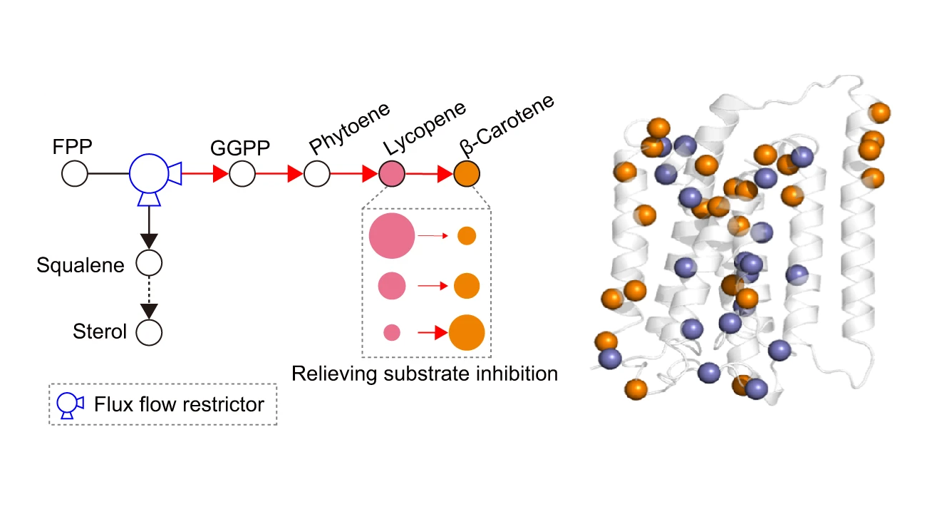 科學(xué)家構(gòu)建出高效異源生物合成類胡蘿卜素細(xì)胞工廠